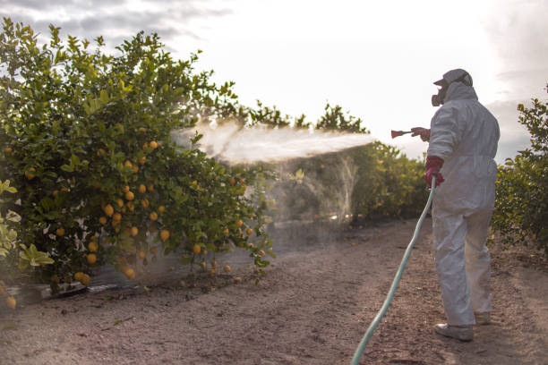 Best Local Pest Control Services  in South Corning, NY