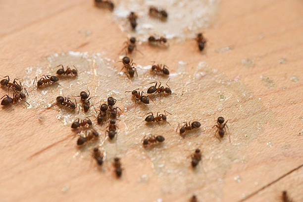 Best Flea Control Services  in South Corning, NY
